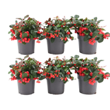 Gaultheria procumbens 'Big Berry' (6 stuks)