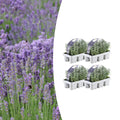Lavandula angustifolia (24 stuks)