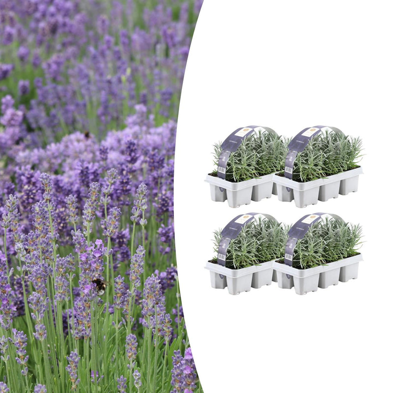 Lavandula angustifolia (24 stuks)