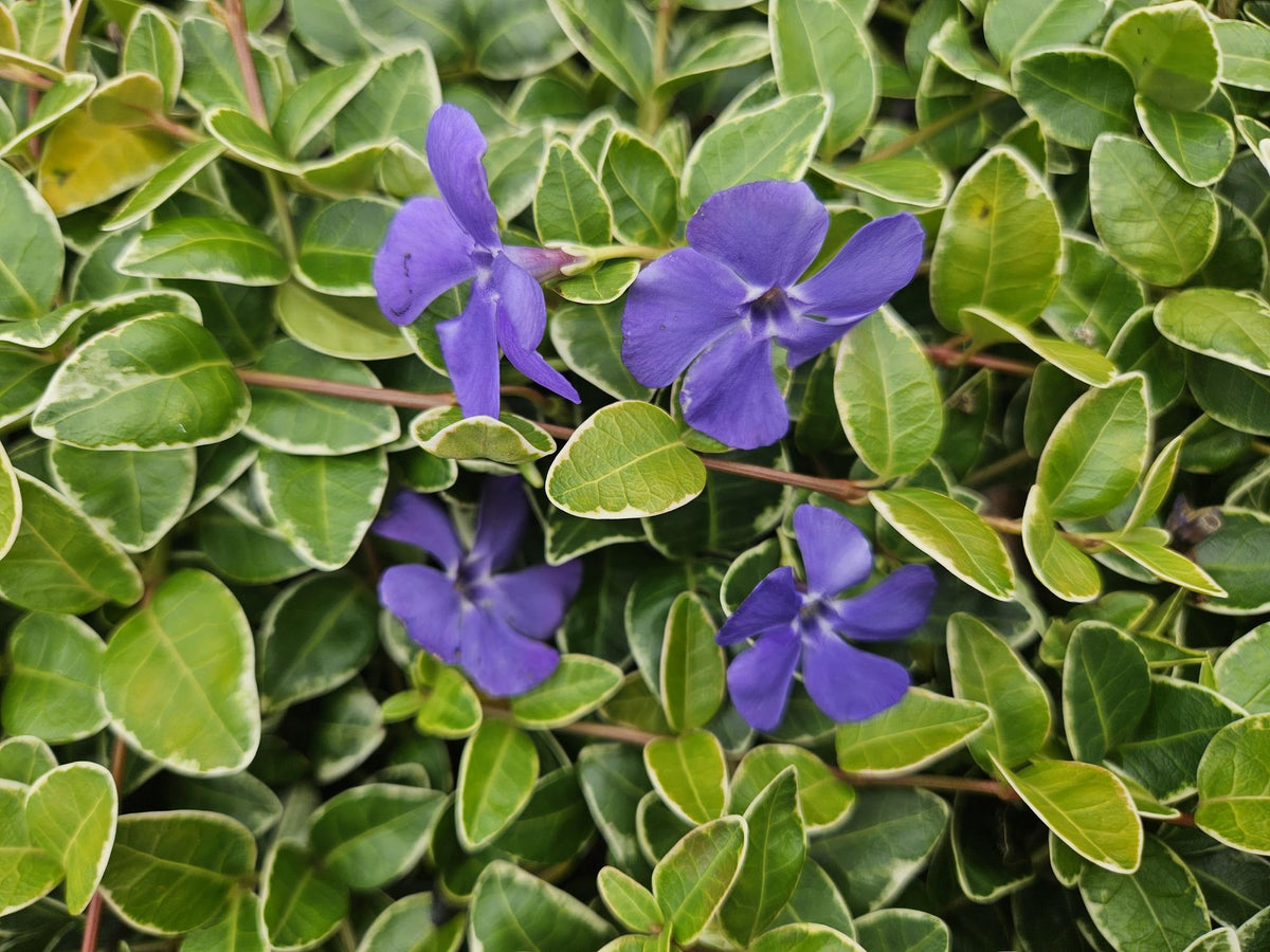 Vinca minor 'Argenteovariegata' (6 stuks)
