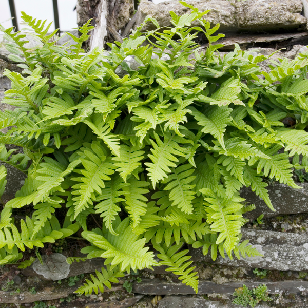 Polypodium vulgare (6 stuks)