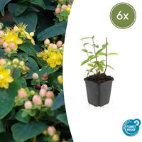 Verpakking — Hypericum inodorum 'Annebel' (6 stuks)
