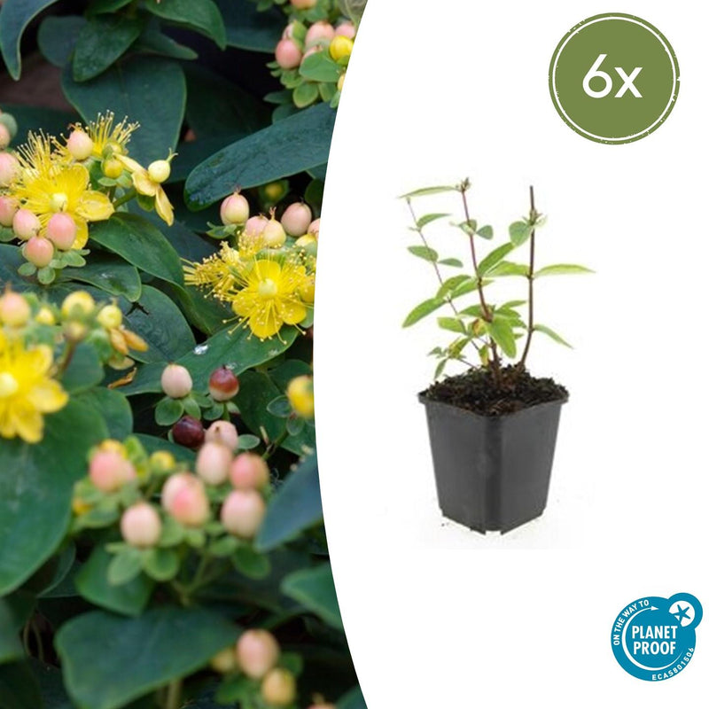 Hypericum inodorum 'Annebel' (6 stuks)