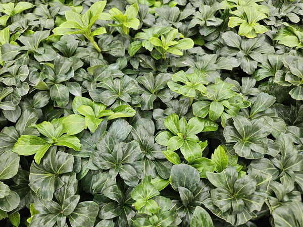 Pachysandra terminalis 'Green Sheen' (6 stuks)