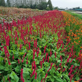 Persicaria amplexicaulis 'Blackfield' (6 stuks)