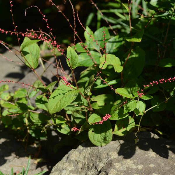 Persicaria amplexicaulis 'Speciosa' (6 stuks)