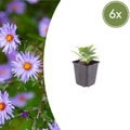 Aster frikartii 'Mönch' (6 stuks)
