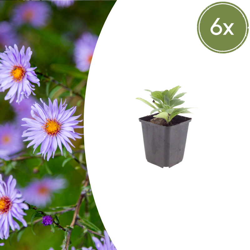 Aster frikartii 'Mönch' (6 stuks)