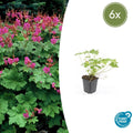 Geranium macrorrhizum 'Czakor' (6 stuks)