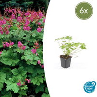 Verpakking — Geranium macrorrhizum 'Czakor' (6 stuks)