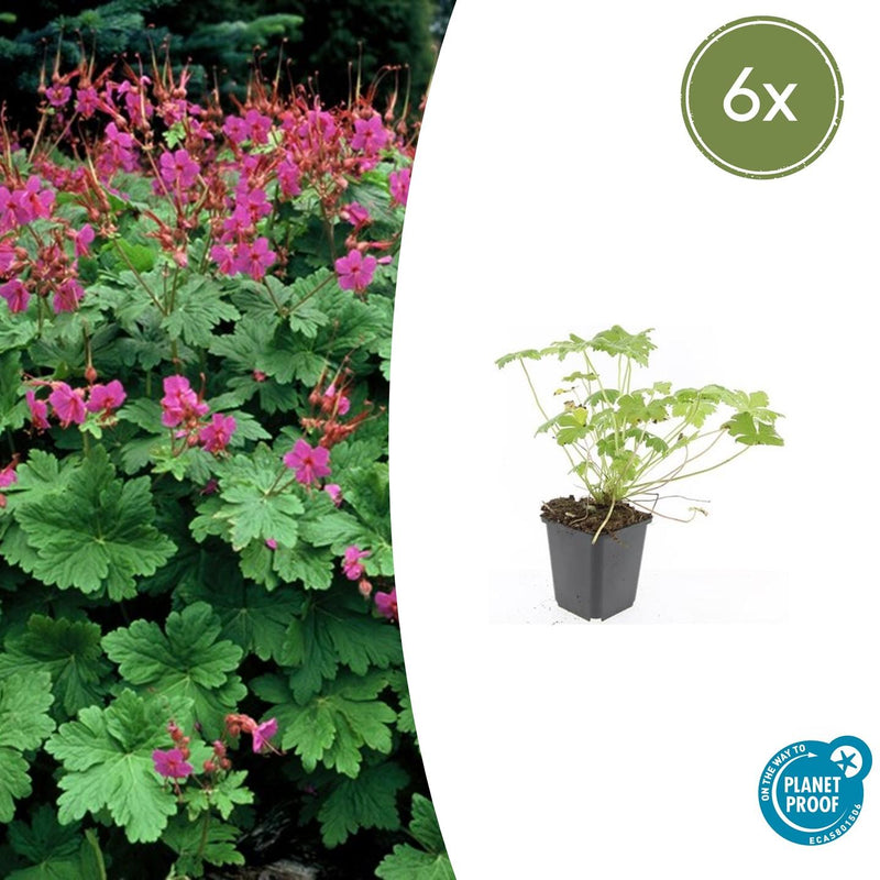 Geranium macrorrhizum 'Czakor' (6 stuks)