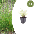 Sesleria autumnalis (6 stuks)
