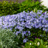 Phlox subulata 'Emerald Cushion Blue' (6 stuks)