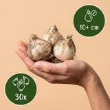 30x Allium Miami