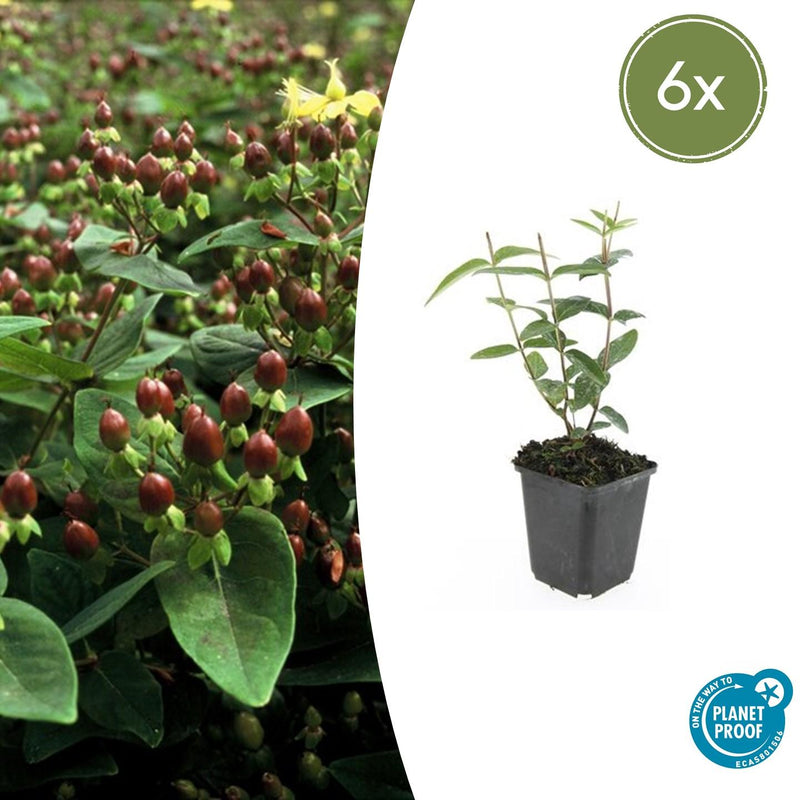 Hypericum inodorum 'Rheingold' (6 stuks)