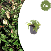 Verpakking — Symphytum grandiflorum (6 stuks)