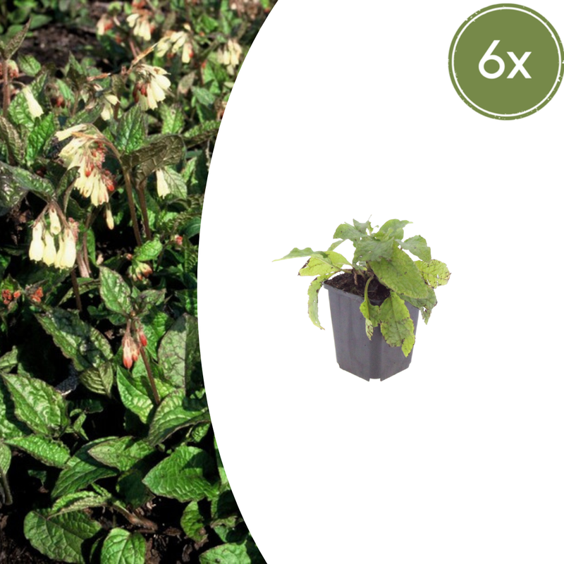 Symphytum grandiflorum (6 stuks)