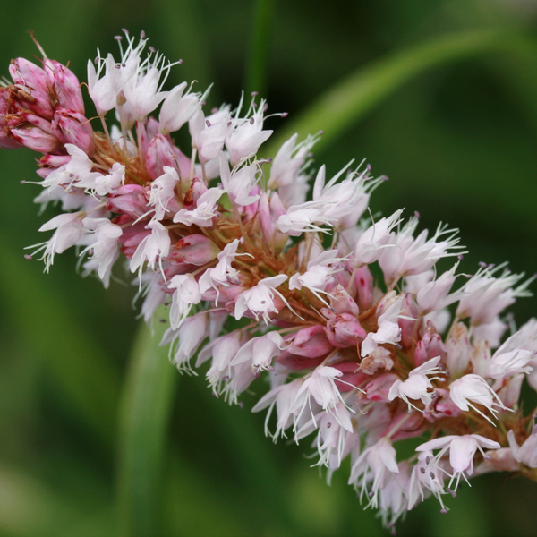 Persicaria affinis 'Superba' (6 stuks)