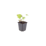 Brunnera macrophylla 'Jack Frost' (6 stuks)