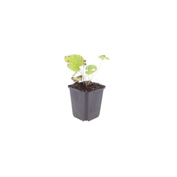 Brunnera macrophylla 'Jack Frost' (6 stuks)