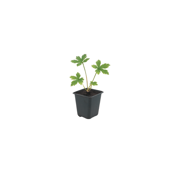 Astrantia major (6 stuks)