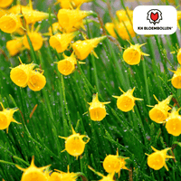 Verpakking — Narcis Golden Bells 25 stuks