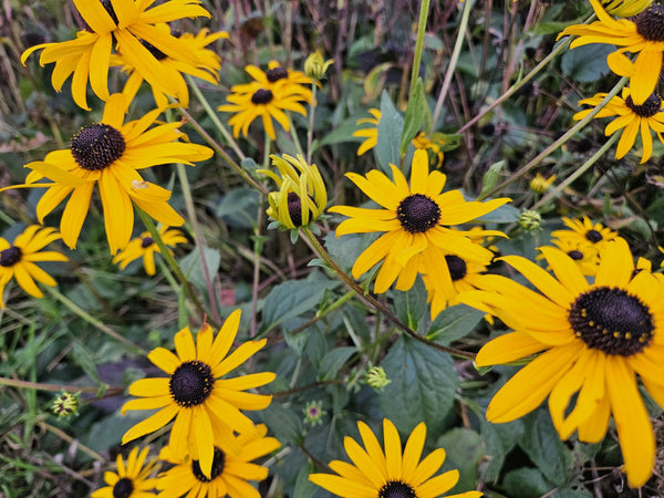 Rudbeckia fulgida 'Goldsturm' (6 stuks)