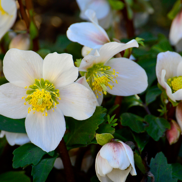 Helleborus orientalis (6 stuks)