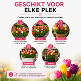 Tulpenbollen Mix - 20 Stuks - Winterhard - Maat 11/12