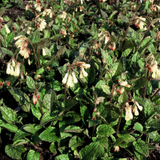 Symphytum grandiflorum (6 stuks)