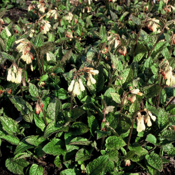 Symphytum grandiflorum (6 stuks)