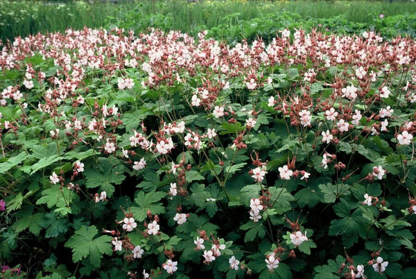 Geranium macrorrhizum 'Spessart' (6 stuks)