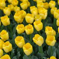 Strong Gold tulpenbollen – 20 stuks – maat 11/12