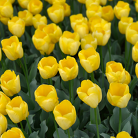 Verpakking — Strong Gold tulpenbollen – 20 stuks – maat 11/12