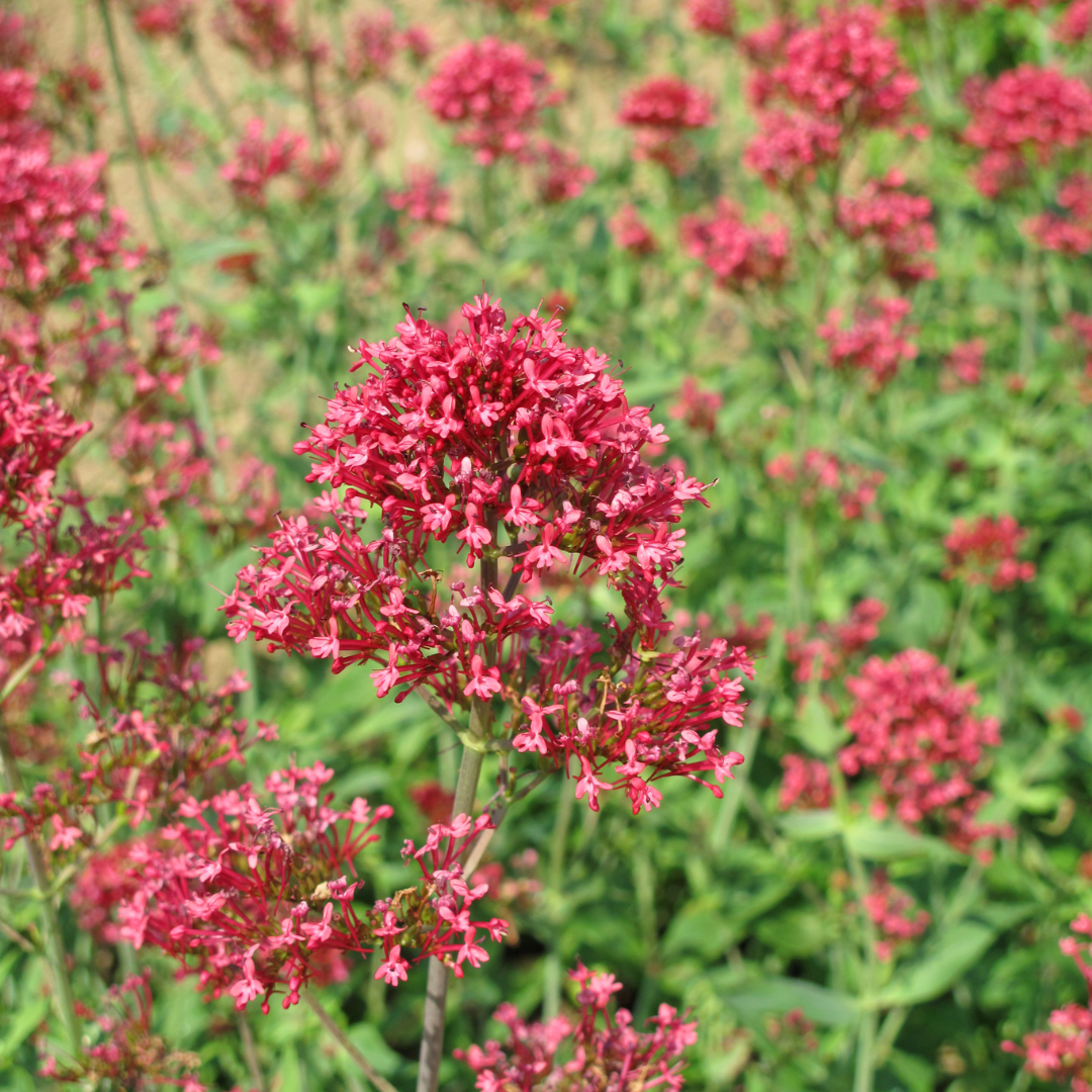 Centranthus ruber 'Coccineus' (6 stuks)