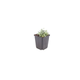 Cerastium tomentosum (6 stuks)