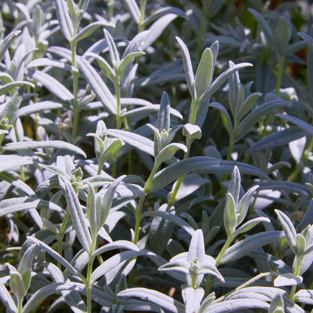 Cerastium tomentosum (6 stuks)