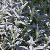 Cerastium tomentosum (6 stuks)