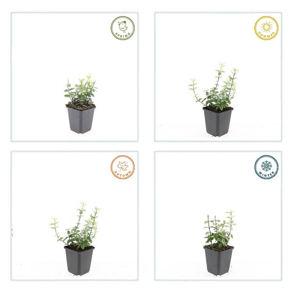 Euonymus fortunei 'Harlequin' (6 stuks)