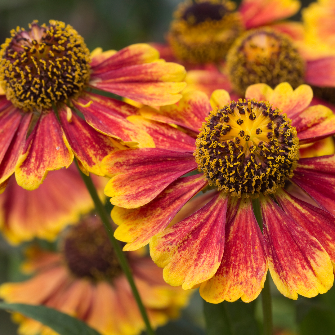 Helenium 'Moerheim Beauty' (6 stuks)