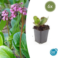 Verpakking — Bergenia cordifolia 'Herbstblüte' (6 stuks)