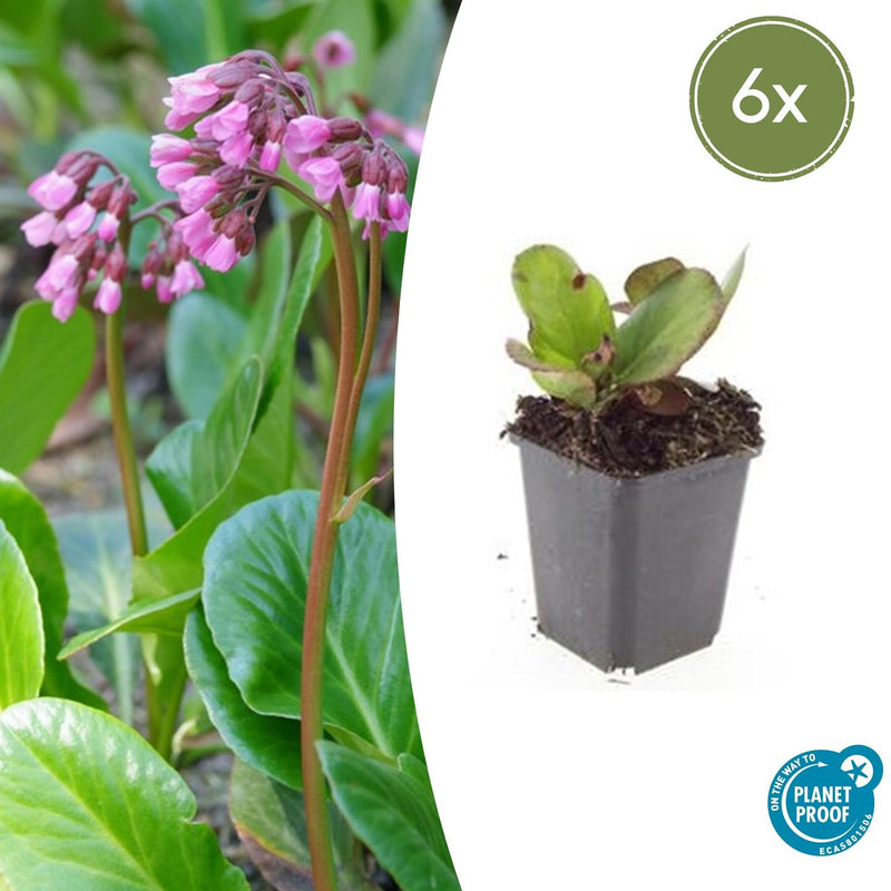 Bergenia cordifolia 'Herbstblüte' (6 stuks)