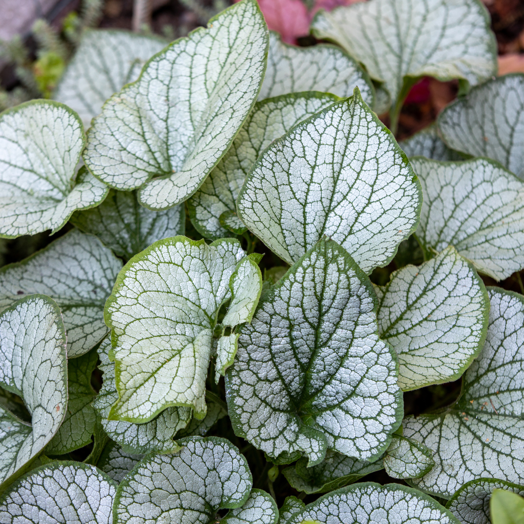 Brunnera macrophylla 'Jack Frost' (6 stuks)