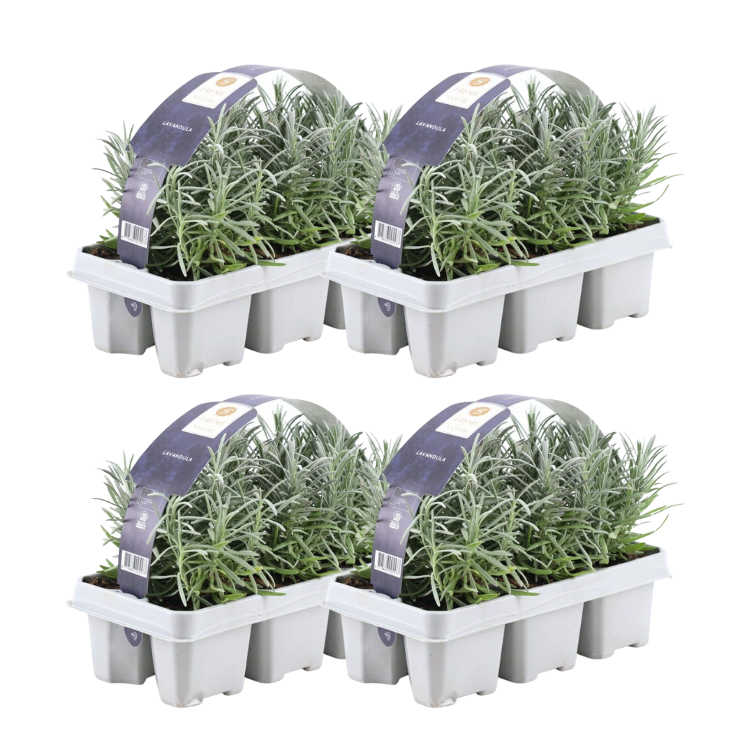 Lavandula angustifolia (24 stuks)