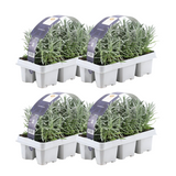Lavandula angustifolia (24 stuks)