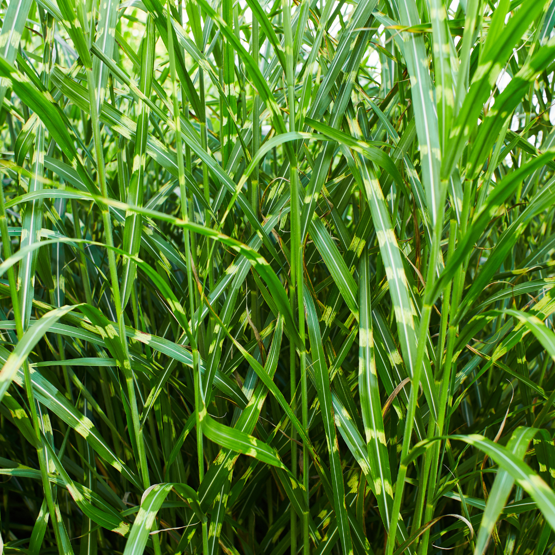 Miscanthus sinensis ‘Zebrinus’ (3 stuks)