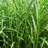 Miscanthus sinensis ‘Zebrinus’ (3 stuks)