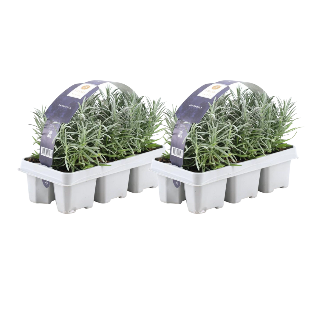 Lavandula angustifolia (12 stuks)
