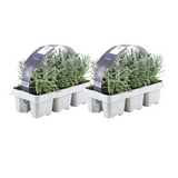 Lavandula angustifolia (12 stuks)