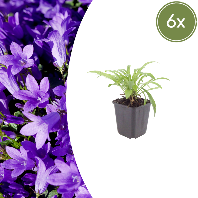 Campanula persicifolia 'Coerulea' (6 stuks)